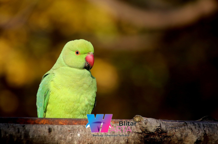 merawat burung parkit yang sakit