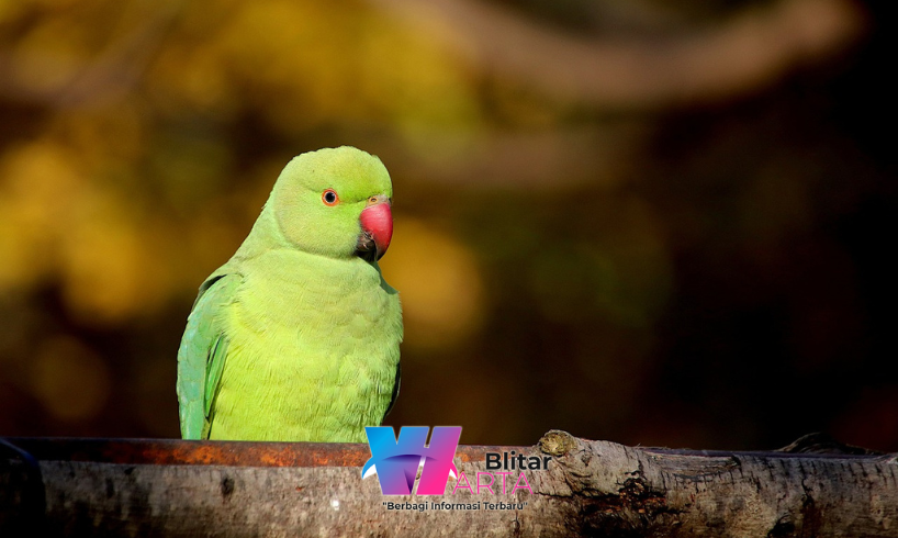 merawat burung parkit yang sakit