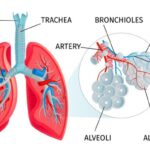 Alveolus