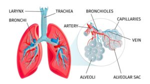 Alveolus