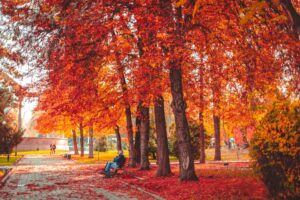 negara dengan musim gugur terindah