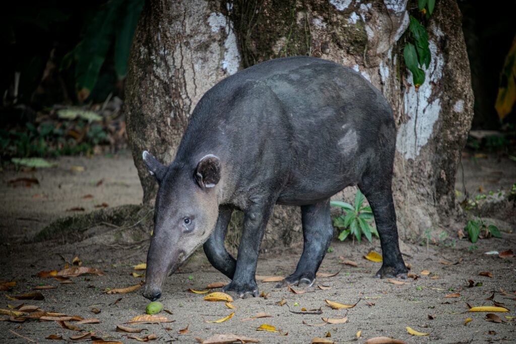 tapir