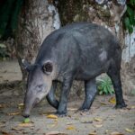 tapir