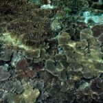 dasar laut