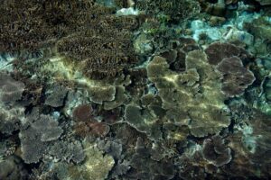 dasar laut