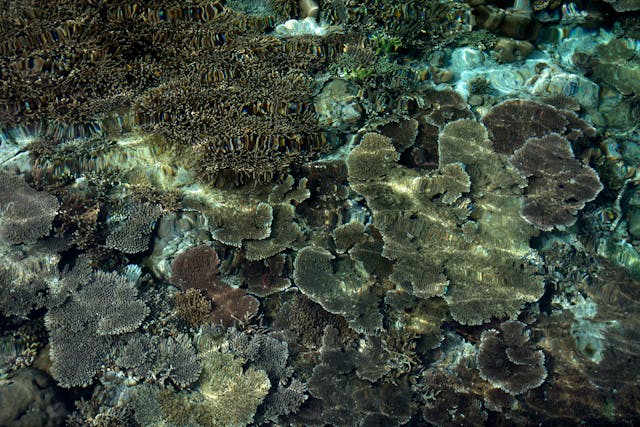 dasar laut
